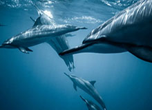 卡洛斯·阿尔卡拉斯：享受“快乐网球”的最年轻全满贯